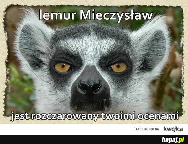 Lemur Mieczysław