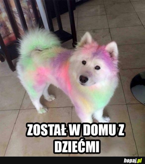 Kolorowy pieseł