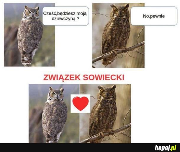 Heheszki