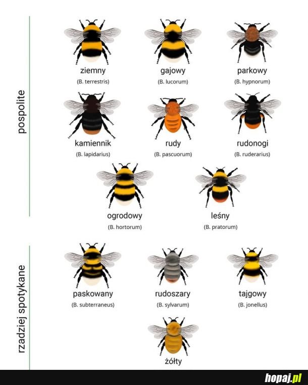 Ci puchaci jegomoście to trzmiele (nie bąki)