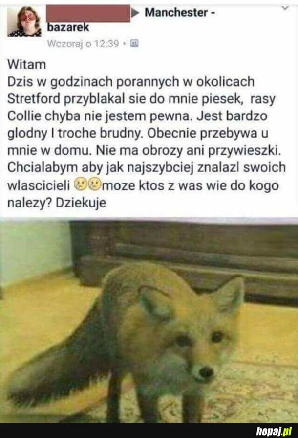 PRZYBŁĄKAŁ SIĘ PIESEK