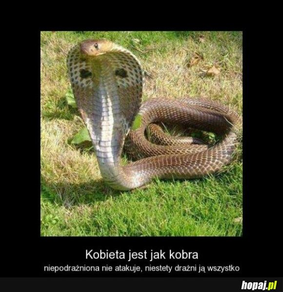 Kobieta jest jak kobra