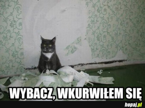 KOTEK SIĘ ODSTRESOWAŁ