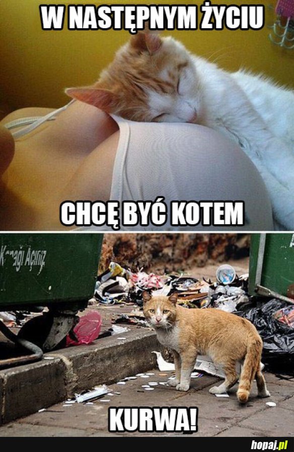 Być kotem