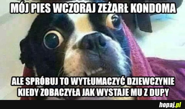 I WEŹ TO WYTŁUMACZ