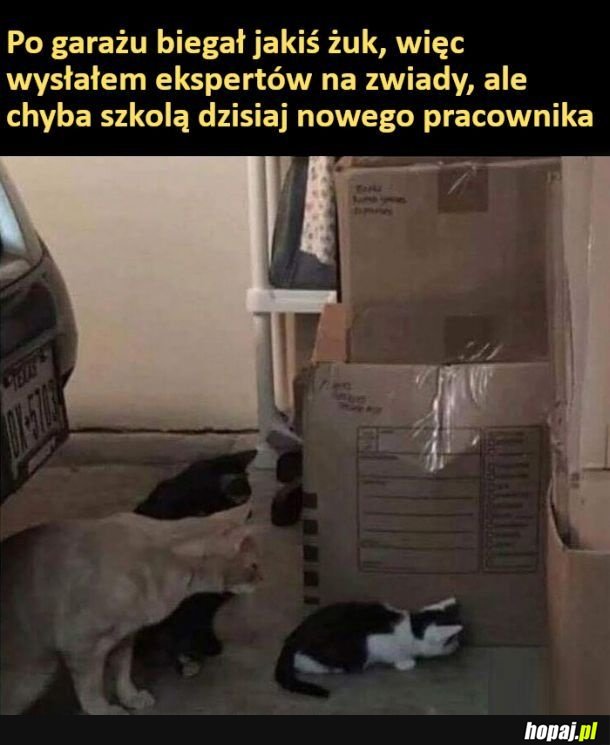 Szkolenie