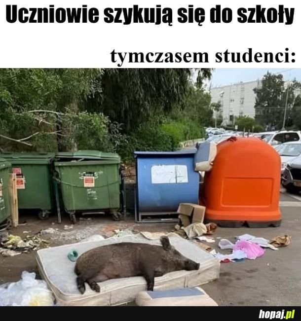 Krowski ogon