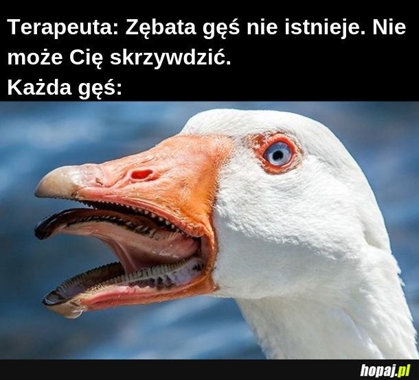 Zębata gęś 