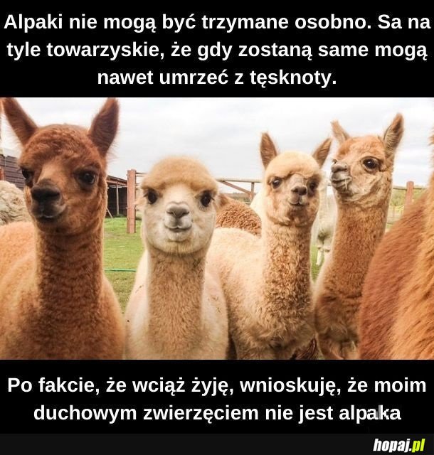 Duchowe zwierzę