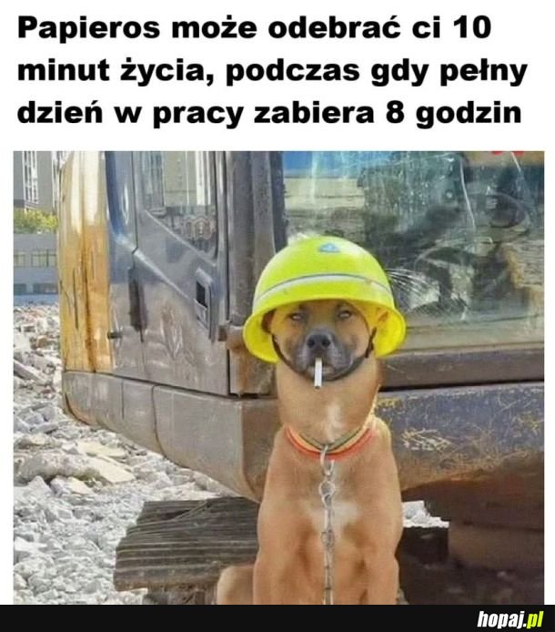 Ciekawostka