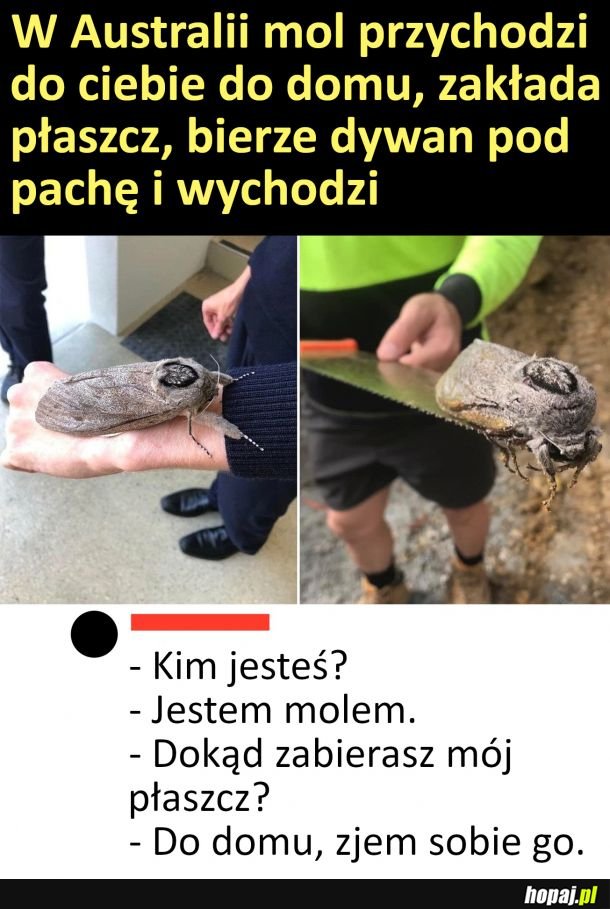 To nie jest mol tylko moliszcze