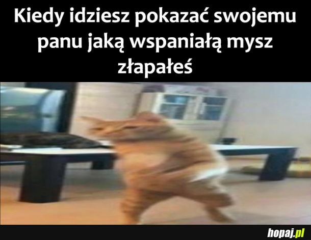 Wspaniała mysz