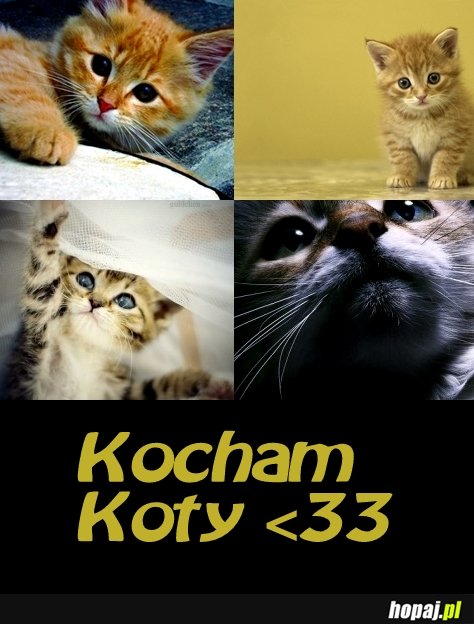 Kocham koty!