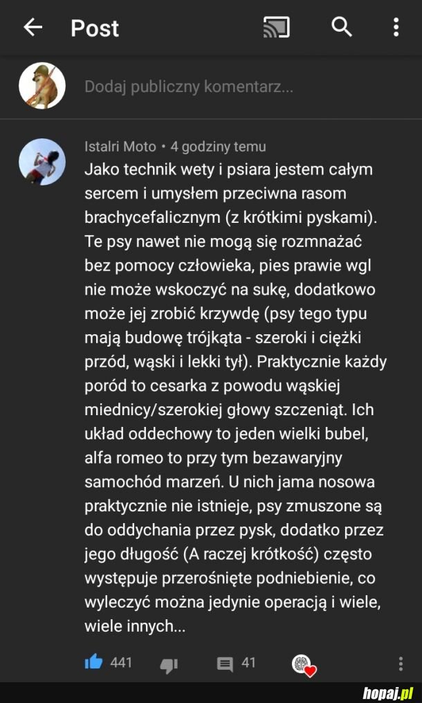 Mopsy są usles jak wszystko chińskiej produkcji