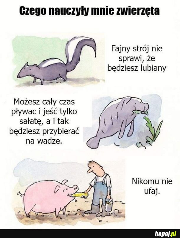 Czego nauczyły mnie zwierzęta