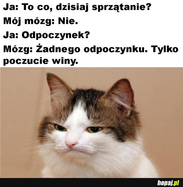 Poczucie winy