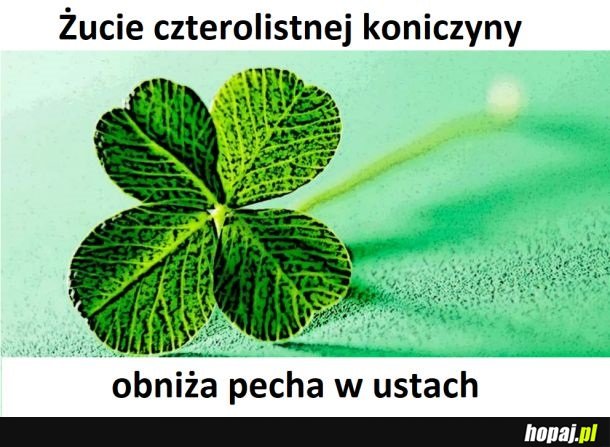 Żucie czterolistnej koniczyny