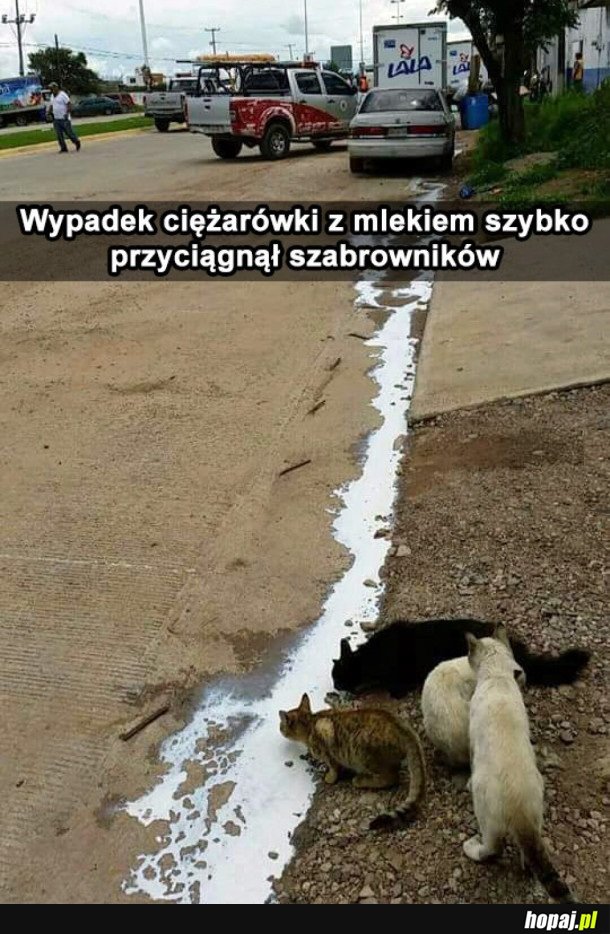 Mleko się rozlało