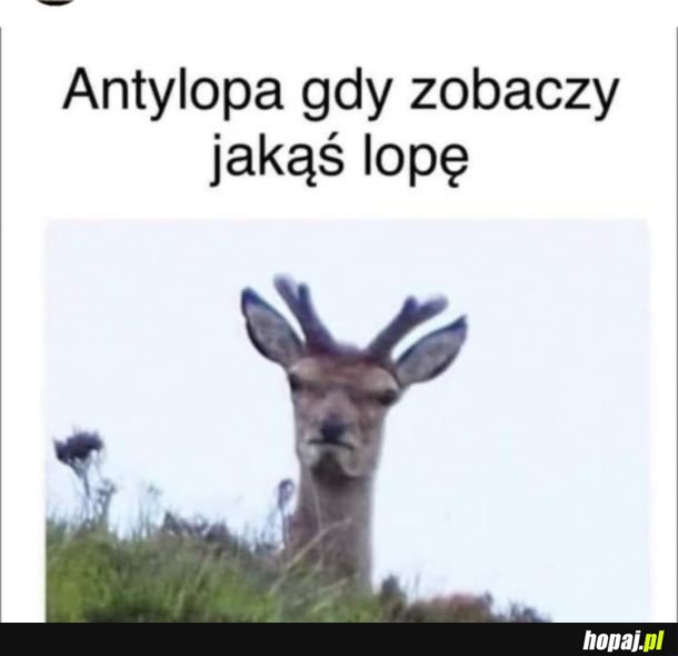 No nie!
