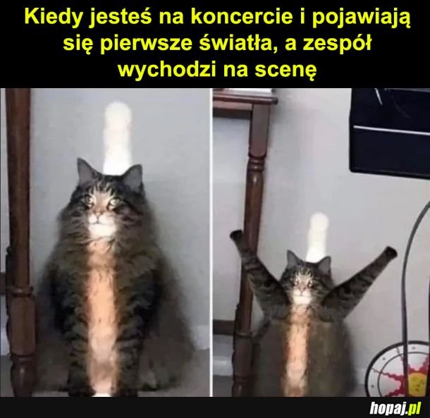Na koncercie