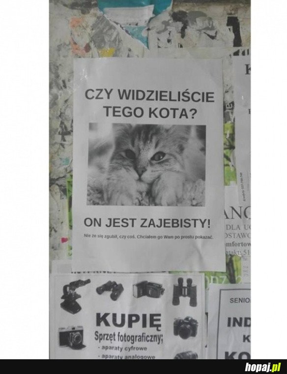 KTOŚ GO WIDZIAŁ