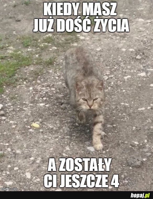 KOTEŁ