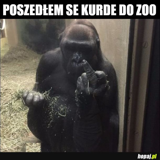 Nie mam szacunku na dzielni więc... 