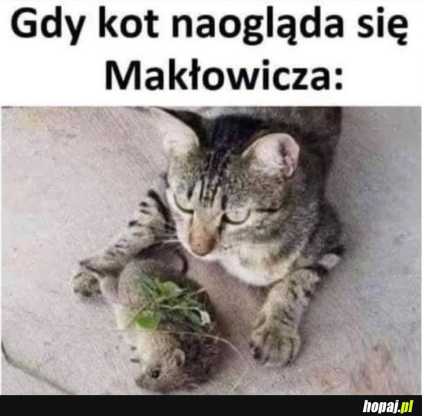 Gdy kot naogląda się Makłowicza