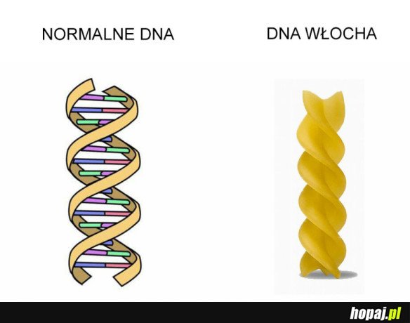 DNA