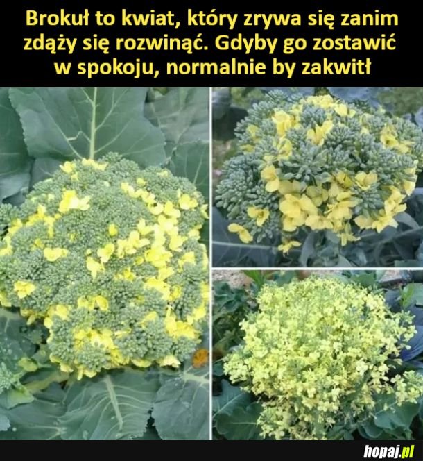 Brokuł