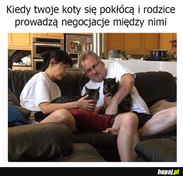 KOTY SIĘ POKŁÓCIŁY