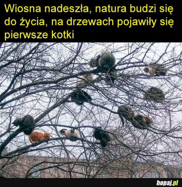 Miau miau