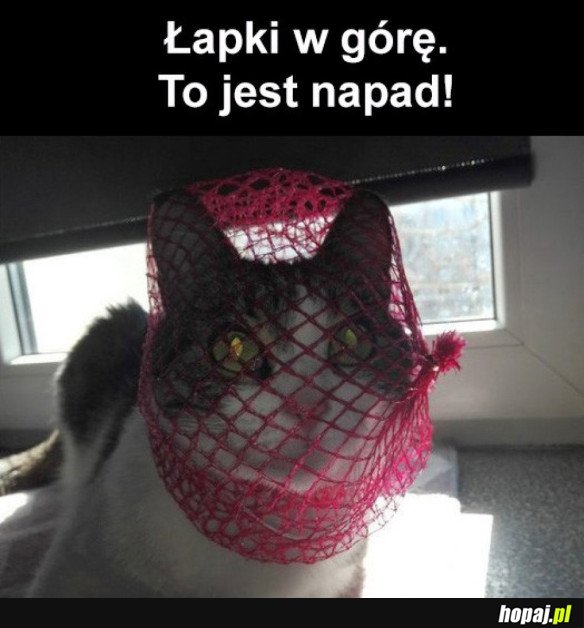 ŁAPKI W GÓRĘ