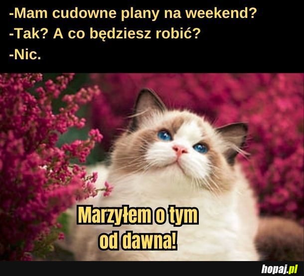 Plany