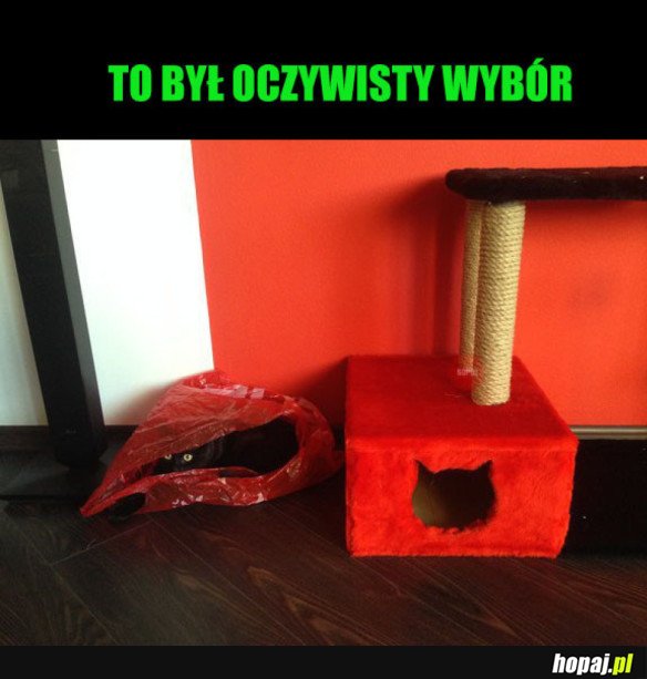 KOTY TAKIE SĄ 