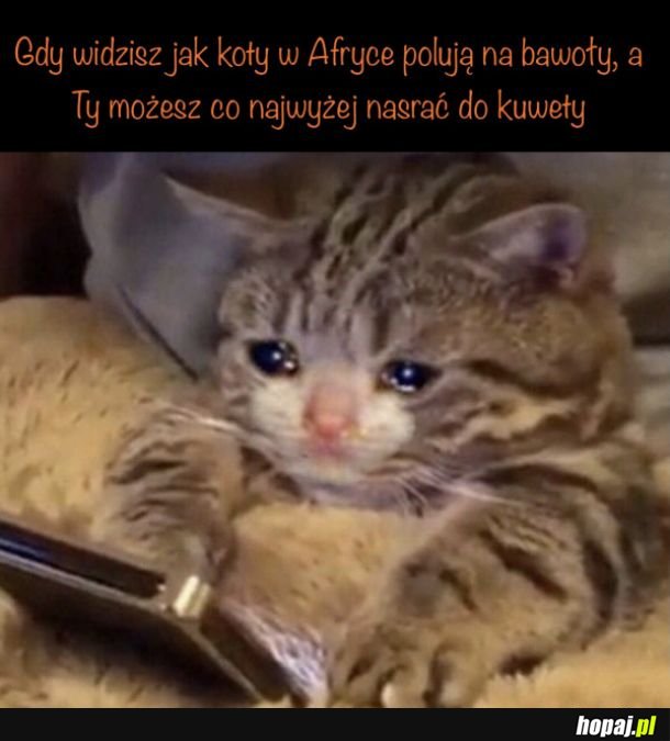Koty w Afryce