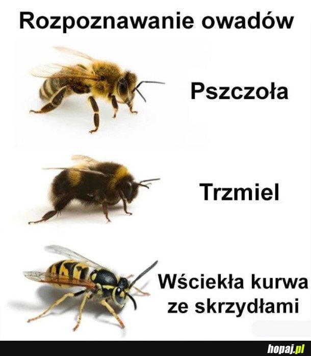 ROZPOZNAWANIE OWADÓW