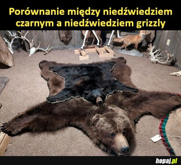 Porównanie