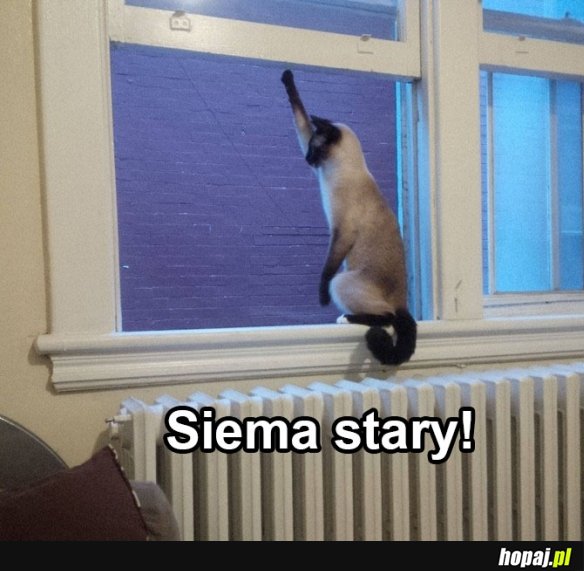 No siema