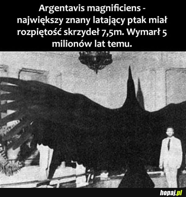 Wielki ptak