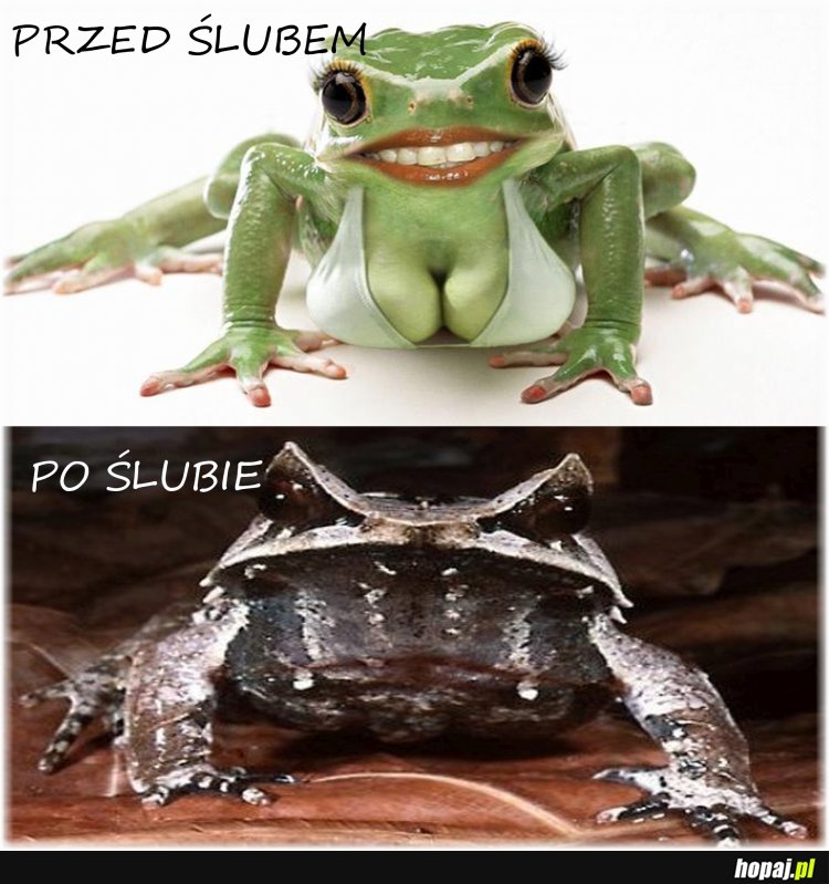 Twoja żabcia