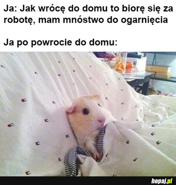 MIAŁAM BYĆ PRODUKTYWNA