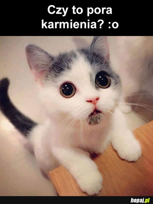 KARM KOTKA