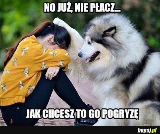 Dobry piesek