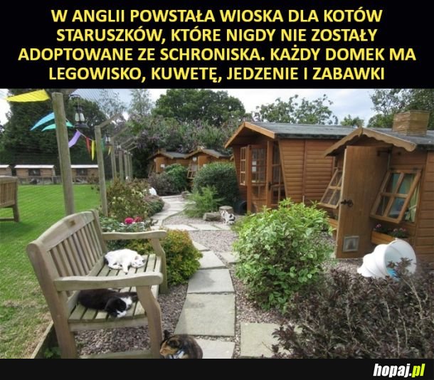 Koci staruszkowie ze swoim miejscem na ziemi