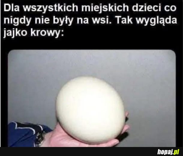 Jajko