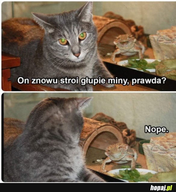 GŁUPIE MINY