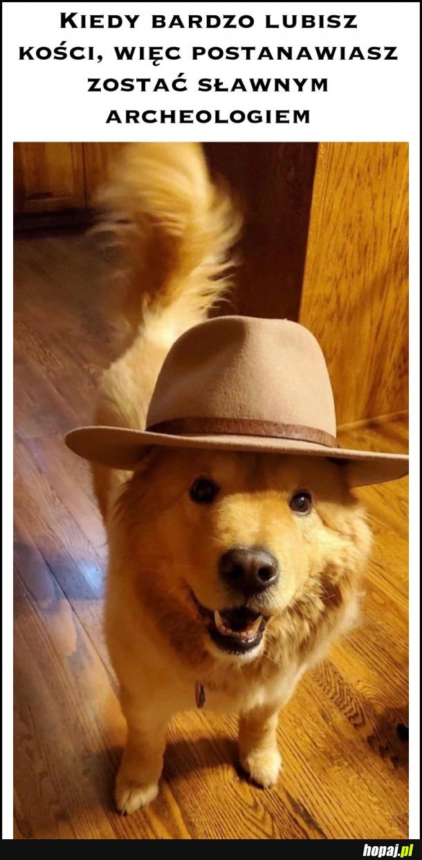 Indiana Dogs