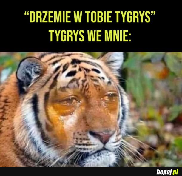 Mój tygrys