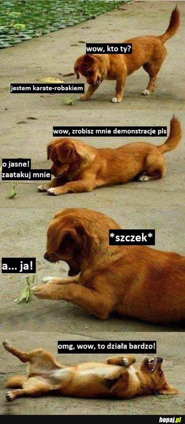 Pieseł vs modliszka